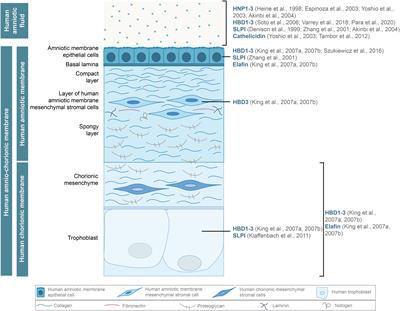 Antimicrobial Activity of Human Fetal Membranes: From Biological Function to Clinical Use